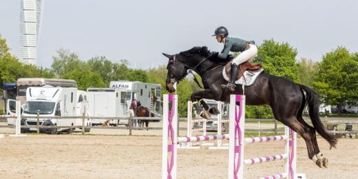 På Ribban Horse Show kan du bland annat se hästhopptävlingar.