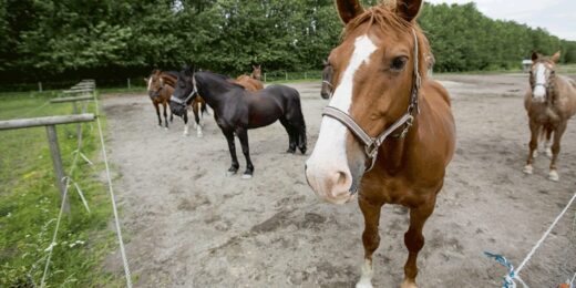 Hästar i en hage.